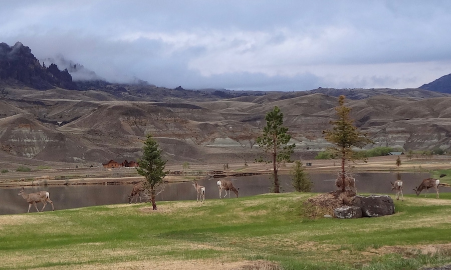 Deer grazing by a river along North Fork Highway near Wapiti, Wyoming.
#Wildlife
#LikeALocal