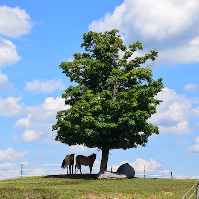 This peaceful, pastoral scene is the essence of the Eastern Townships in Quebec. It's also known for its food and wine.