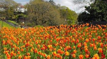 Tiger tulips in Spring 