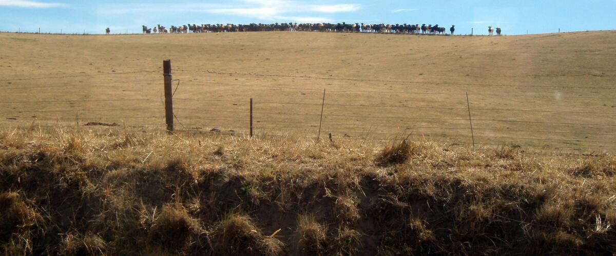 Book a ticket on a vintage steam train with Weka Pass Railways and travel through the Canterbury Plains in style. There cows were so neatly lined up as we passed. I wasn't sure if they were just checking us out, or waiting for their chance to attack.