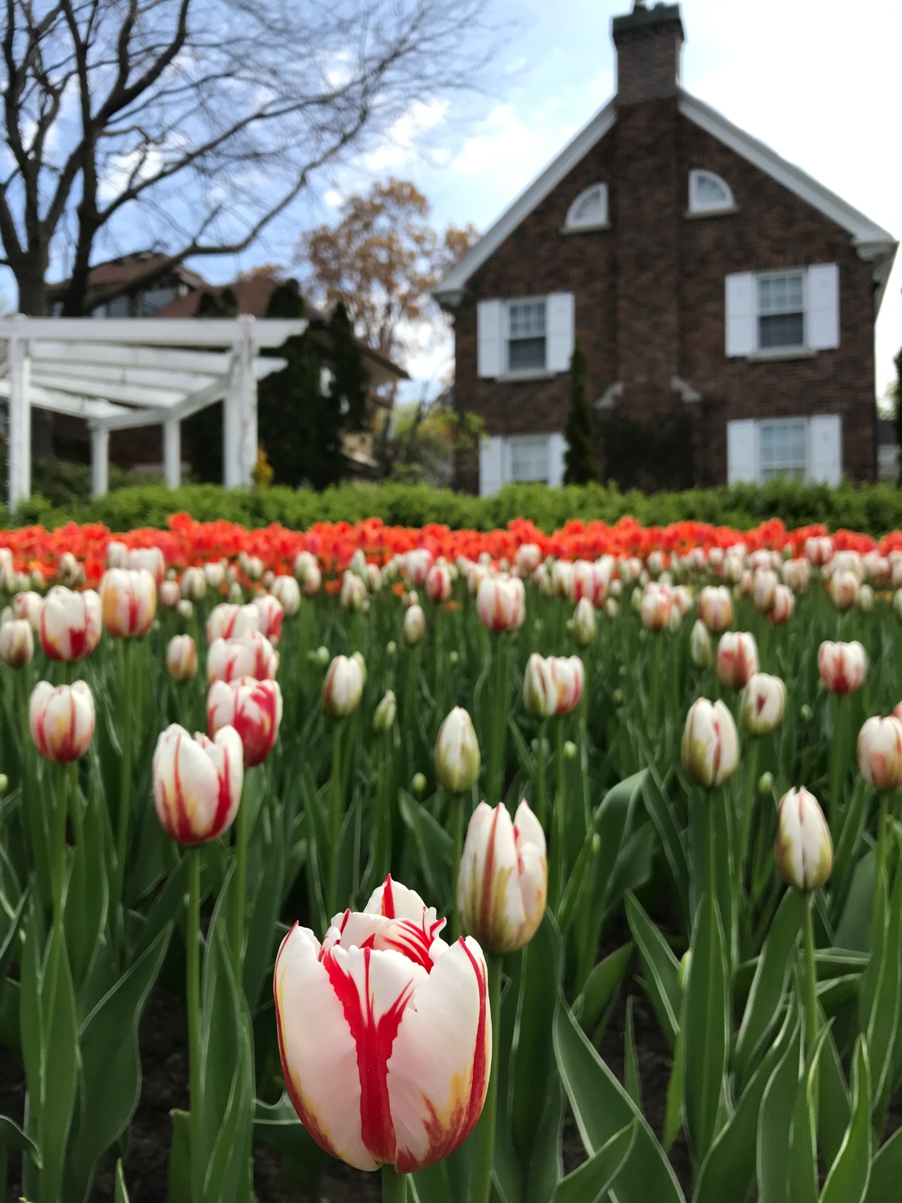 The 150 Canada tulip, the white and red like the flag's colours. Colourful tulips are on displays at the park for Tulip Festival. #TulipFestival 150 anniversary of Canada