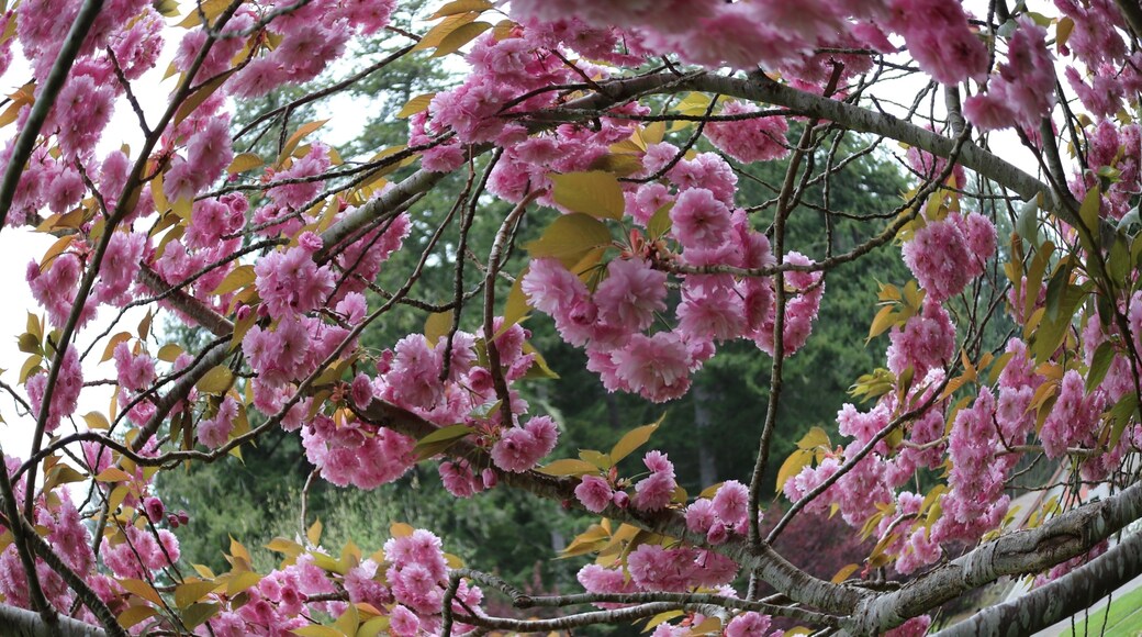 Foto oleh Alice In Wonderland