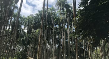 Palm tree parc