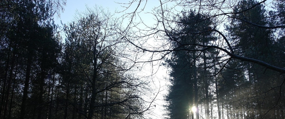 Sherwood Pines - walking & cycle trails in North Nottinghamshire