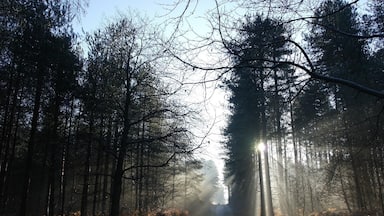 Sherwood Pines - walking & cycle trails in North Nottinghamshire 