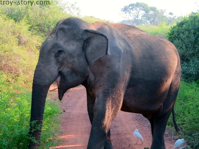 #TroveOn Came across this cheerful male elephant eating breakfast on the road during a lonely early morning safari in Bundala National Park, Sri Lanka. We watched him for a peaceful half an hour as we ate our breakfast too!

For more great pictures and interesting travel articles and advice visit: 

http://troy-story.com/ 