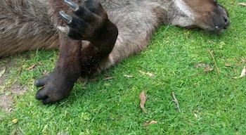 Roo snooze at Ballarat Wildlife Park.  

Great place for children to enjoy kangaroos and other Australian wildlife.

The kangaroos are very familiar with visitors and will happily steal sandwiches from picnic tables - Yogi Bear style.