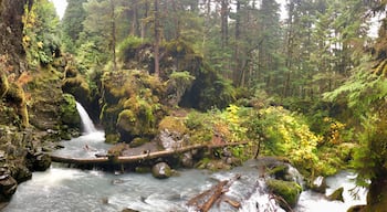 Virgin Creek Falls in Girdwood. Such an easy short hike in the rainforest to one of the most beautiful places I’ve ever seen. Fall colors in full display.
_
#Adventure #Girdwood #VirginCreekfalls