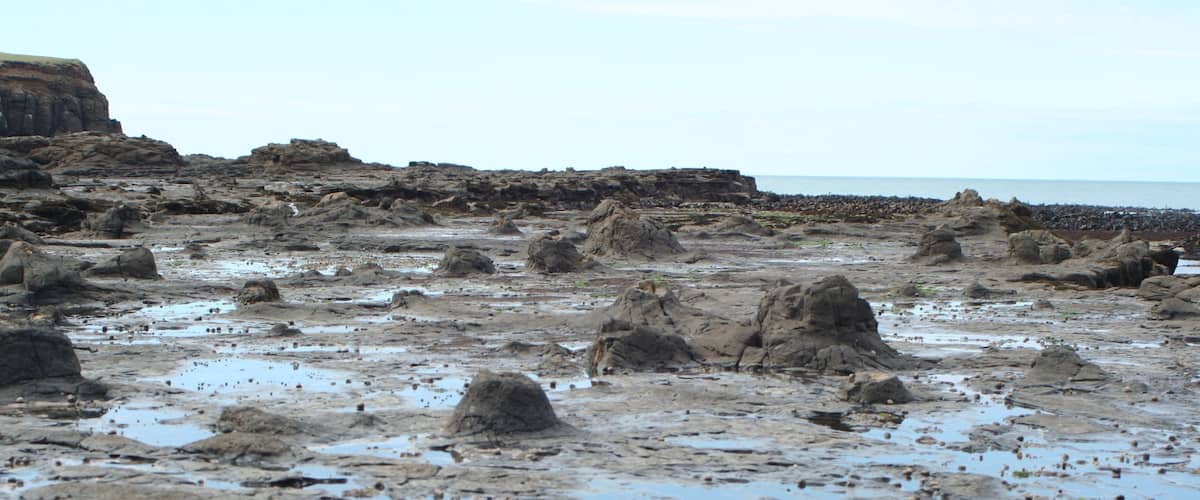 The petrified forest at Curio Bay. It's just a small town with one attraction. Here you can see the forest at low tide. In the evening you can spot some yellow eyed penguins. There is also a very nice beach.