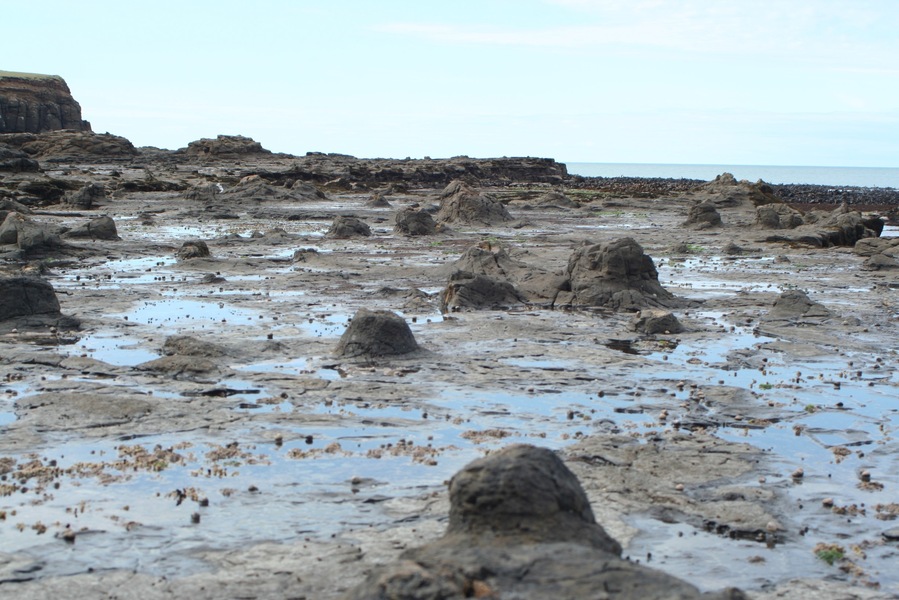The petrified forest at Curio Bay. It's just a small town with one attraction. Here you can see the forest at low tide. In the evening you can spot some yellow eyed penguins. There is also a very nice beach.