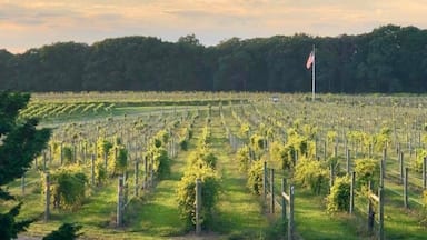 Watercolor light over the vines. Beautiful winery offers tastings, Fall festivals, movie nights, fireworks fire pits & charity runs through the vines. Also has a Inn to stay over. NJ Summer fruit wines are wonderful. Several wineries nearby as well as a farm beer brewery.