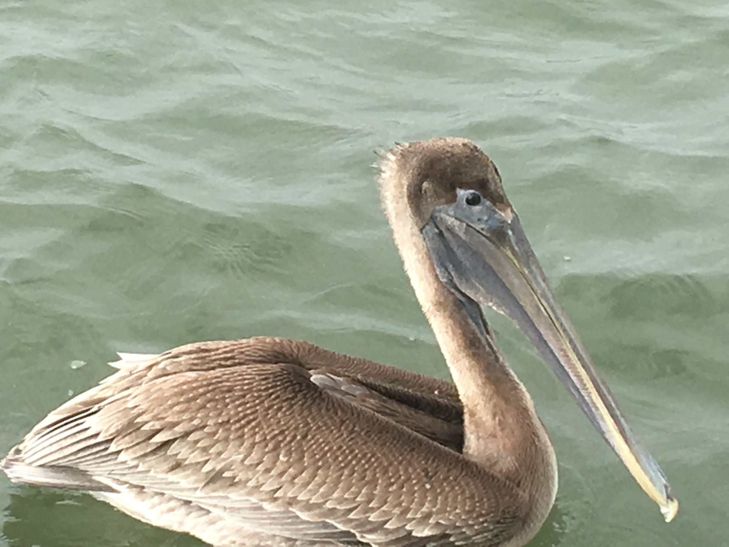 We were out for a glorious day of inshore fishing, when were visited by a curious, and hungry, brown pelican on the Ossabow Sound,GA.!!