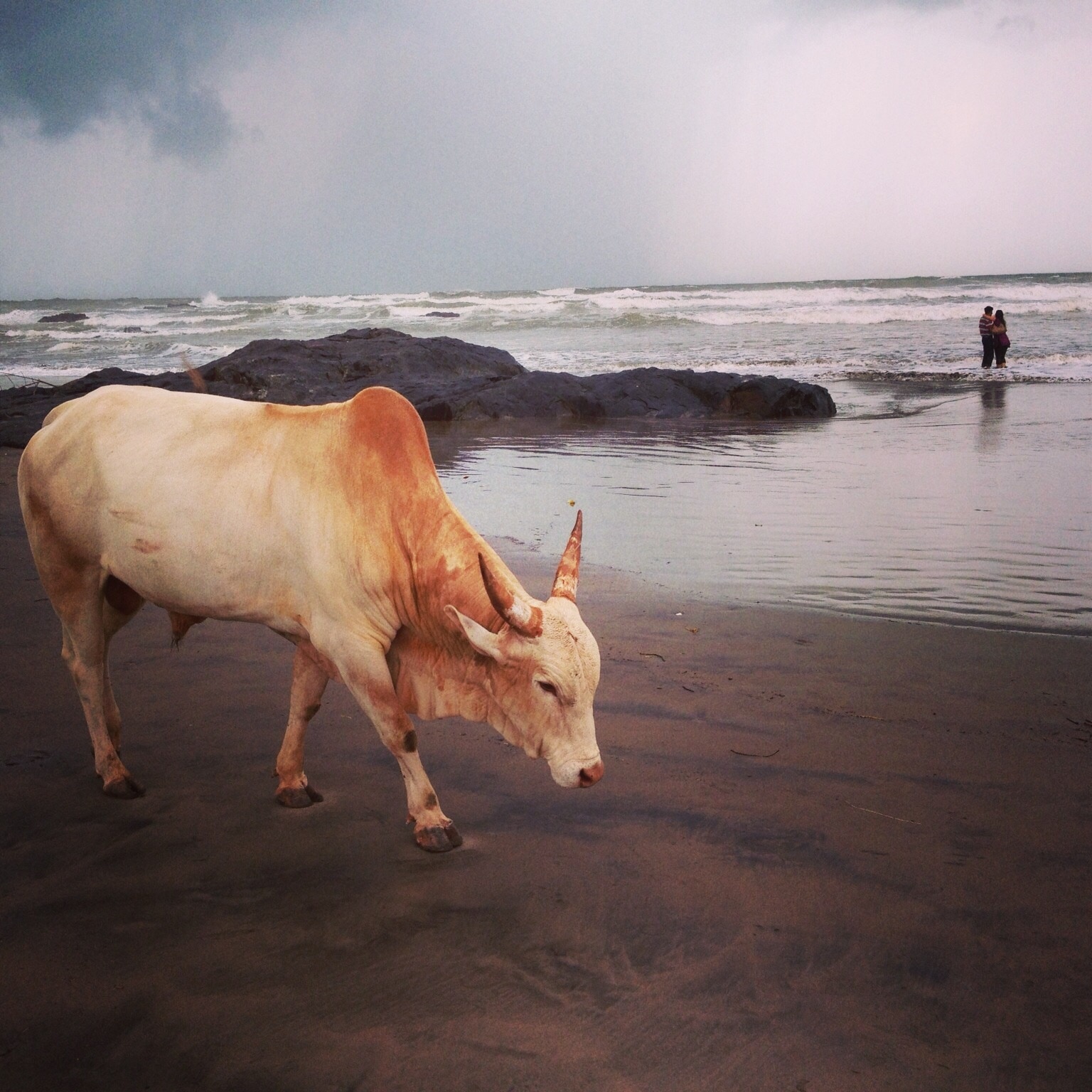 Cows are considered sacred in India, so you will find lots of them roaming around everywhere, on the streets and even at the beach. #LifeAtExpedia