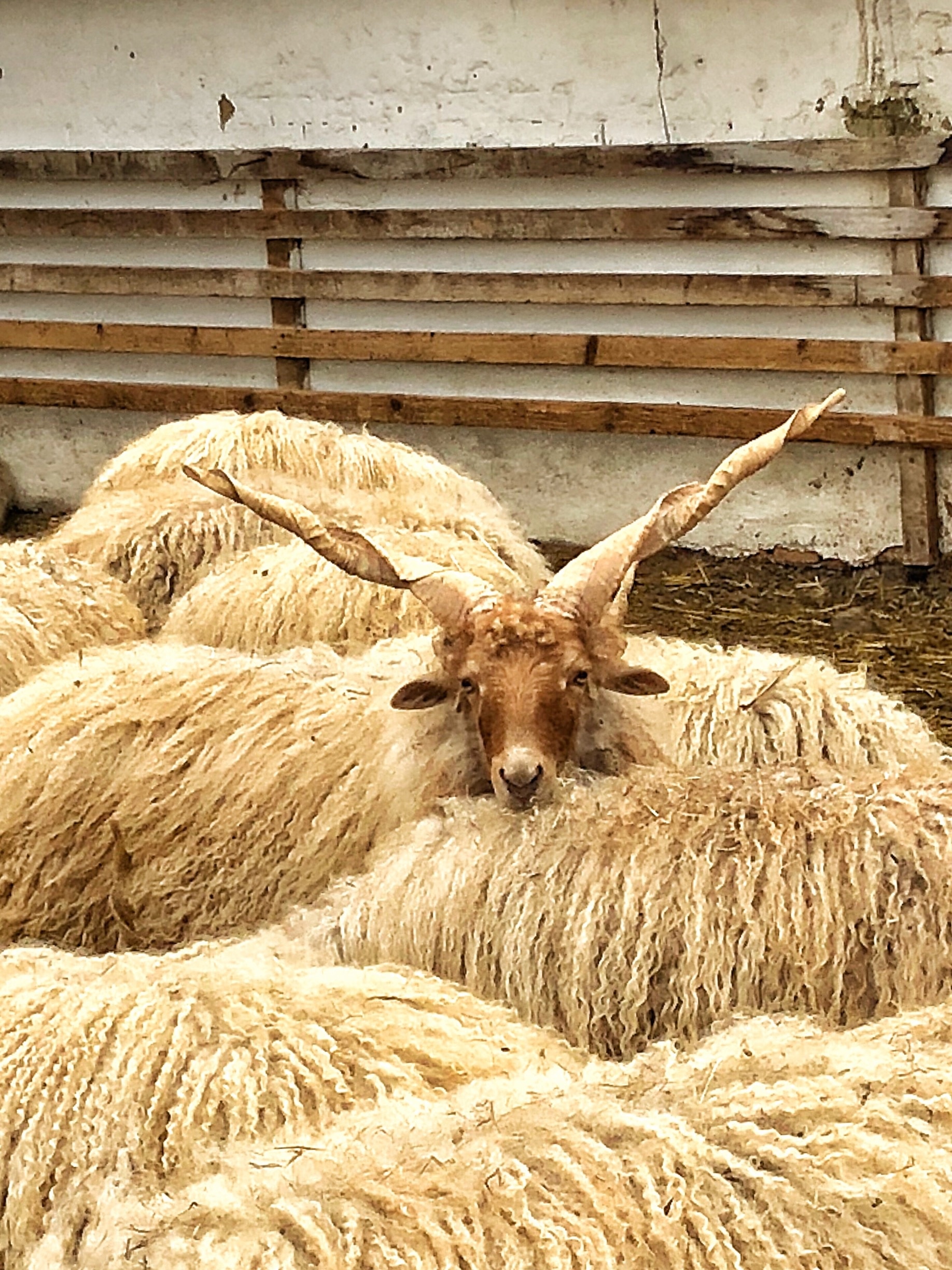 Hungarian Racka sheep in the lovely open air museum outside of Szentendre, Hungary.