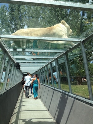 Safari Park; where you can go on a safari with your own car & see/feed/touch animals from all over the world. There is a small waterpark on the site too.
Picture; White lions
#weekendgetaway