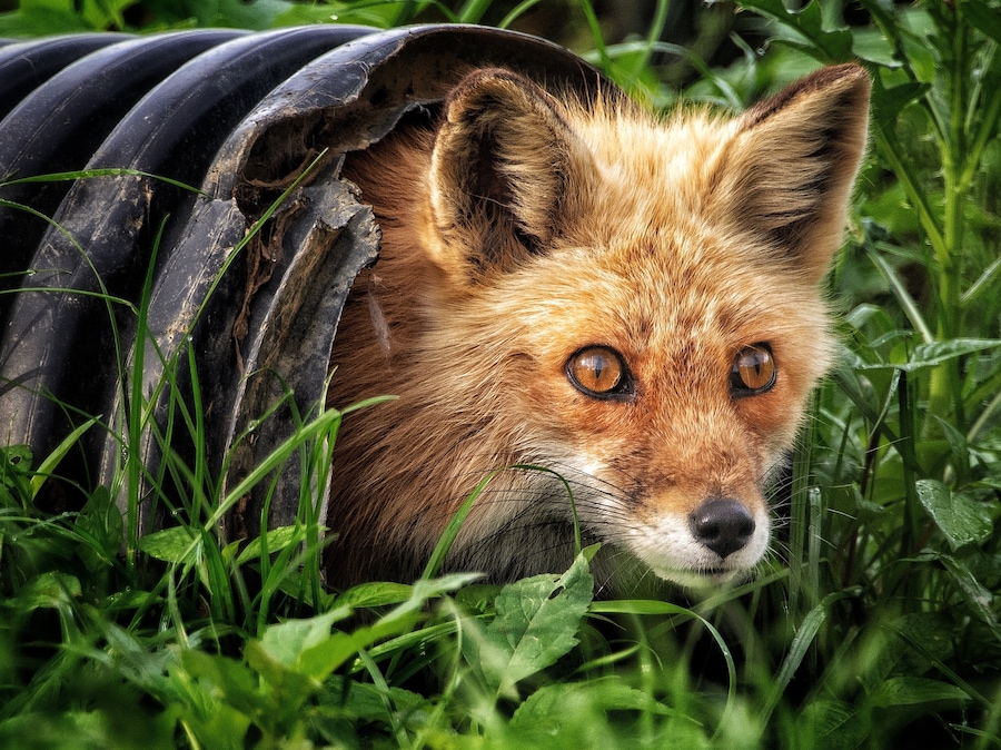 Shy little red fox.