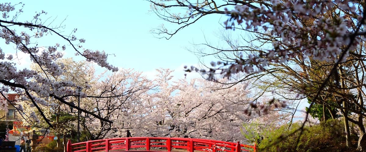 Cherry blossom and red bridge at Garyu Park, Suzaka-Nagano Prefecture-Japan. It’s a perfect place to enjoy hanami.