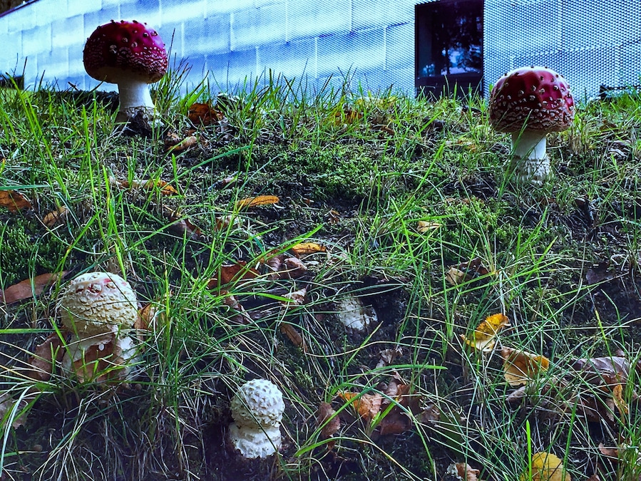 Toadstools in the field of Grunwald