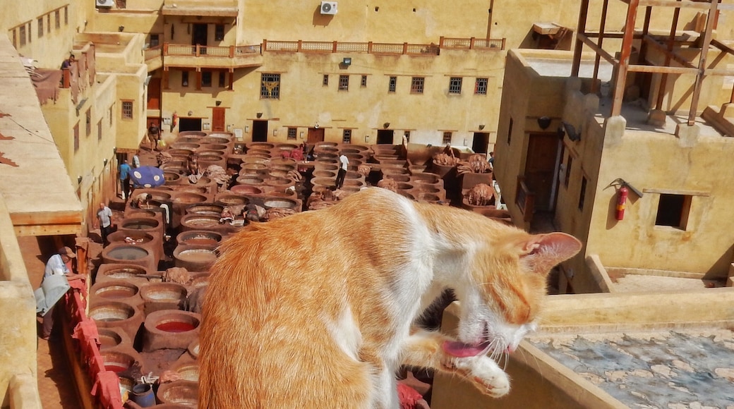 Tannerie de Fès, Fès, Fès-Meknès, Maroc
