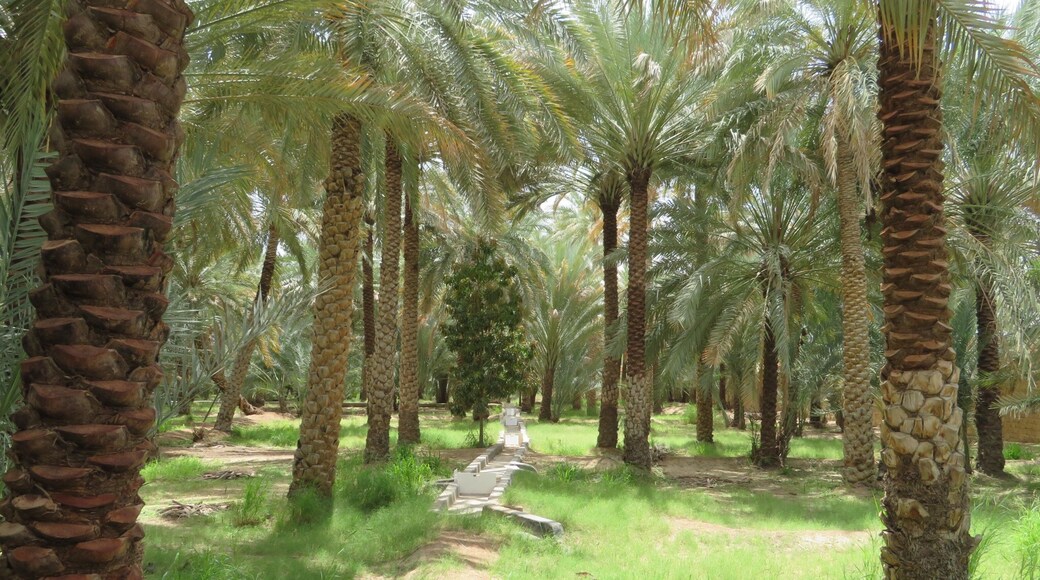 Công viên Ốc đảo Al Ain, Al Ain, Abu Dhabi, Các Tiểu Vương Quốc Ả Rập Thống Nhất