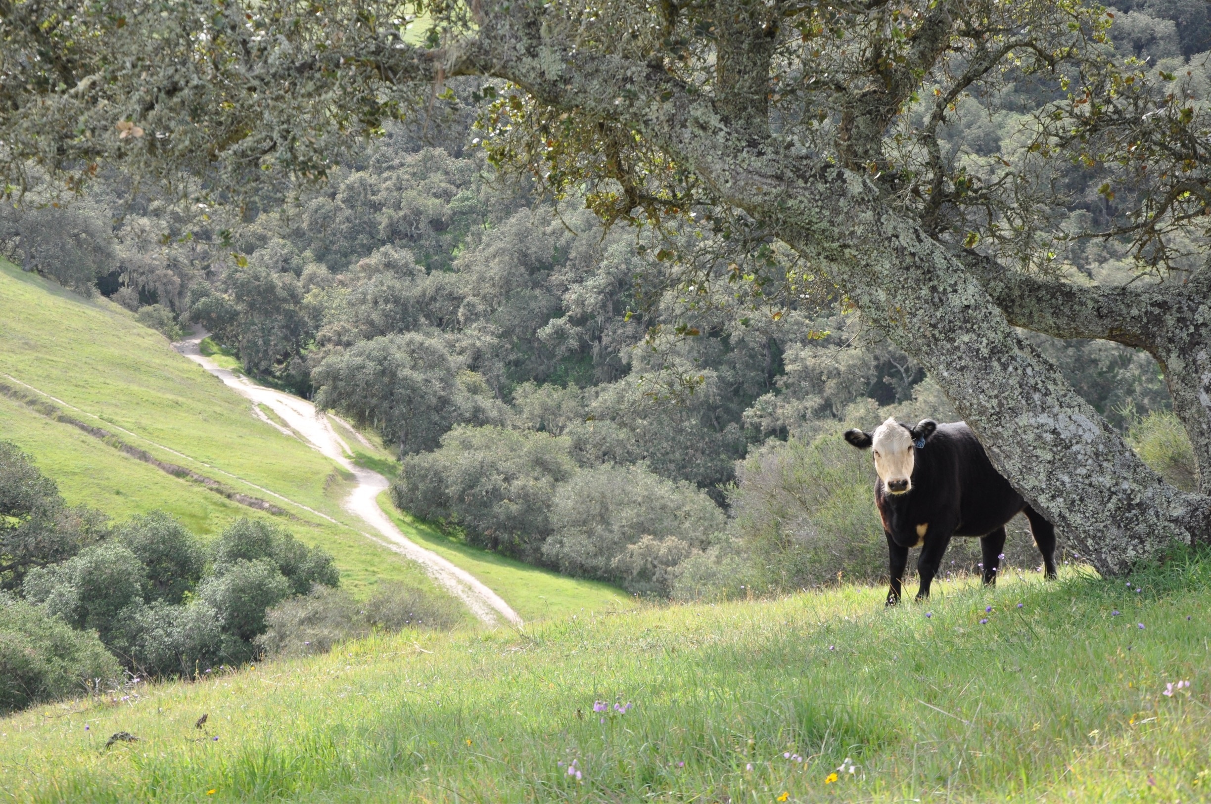 The name is 'Toro Park', but we didn't actually expect the cows...

On the east side of the park, along Mark's Canyon Trail, the whole hillside was covered with California poppies and Lupine! 

Beautiful.
