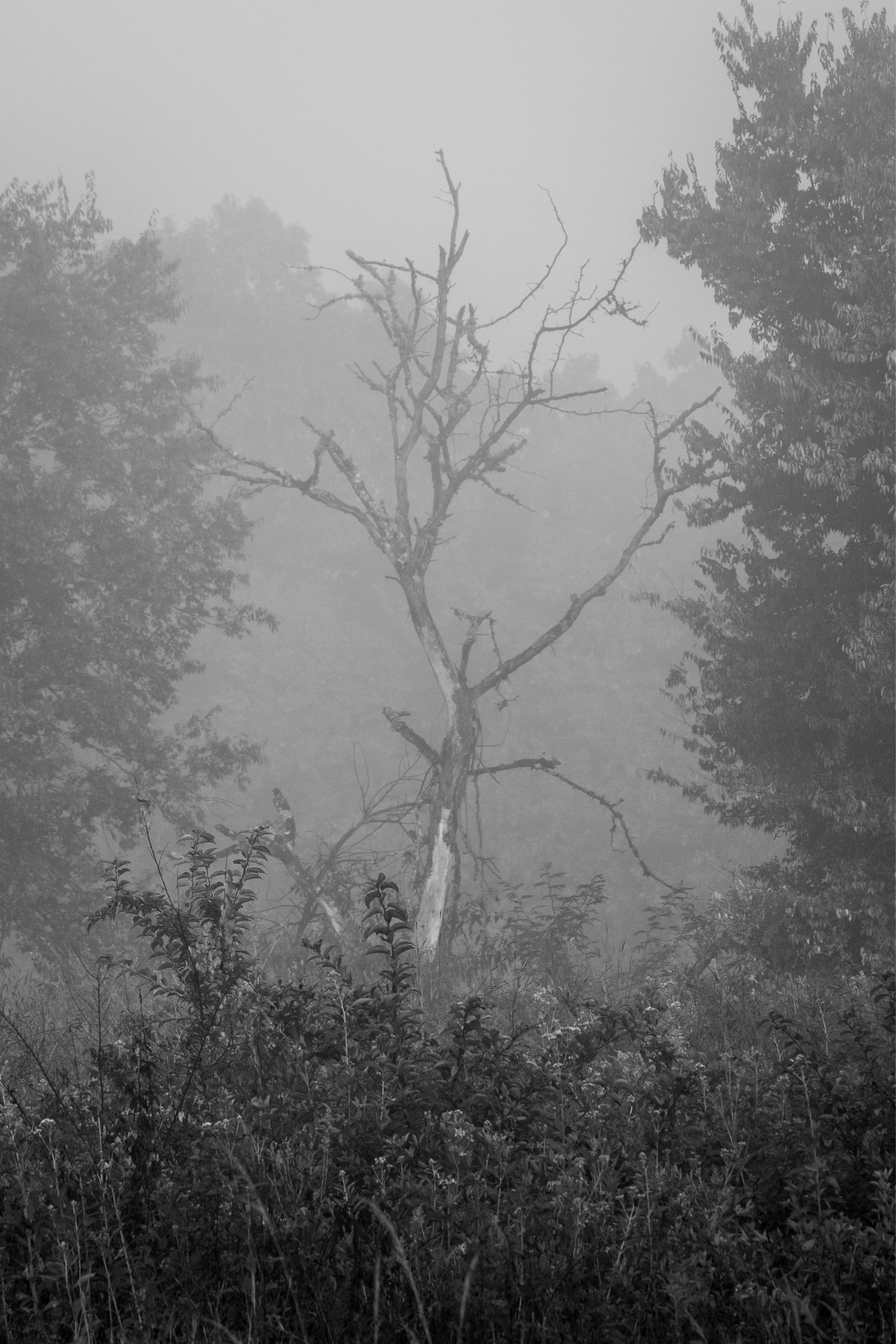 I went searching for birds a few weeks ago, but the fog that morning and how it lingered over this dead tree caught my attention.