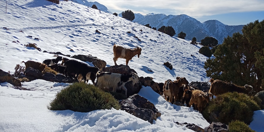 Welcome to the atlas mountain tours company.
www atlas-mountain-tours.com