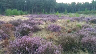 A small patch of heather among the pine trees