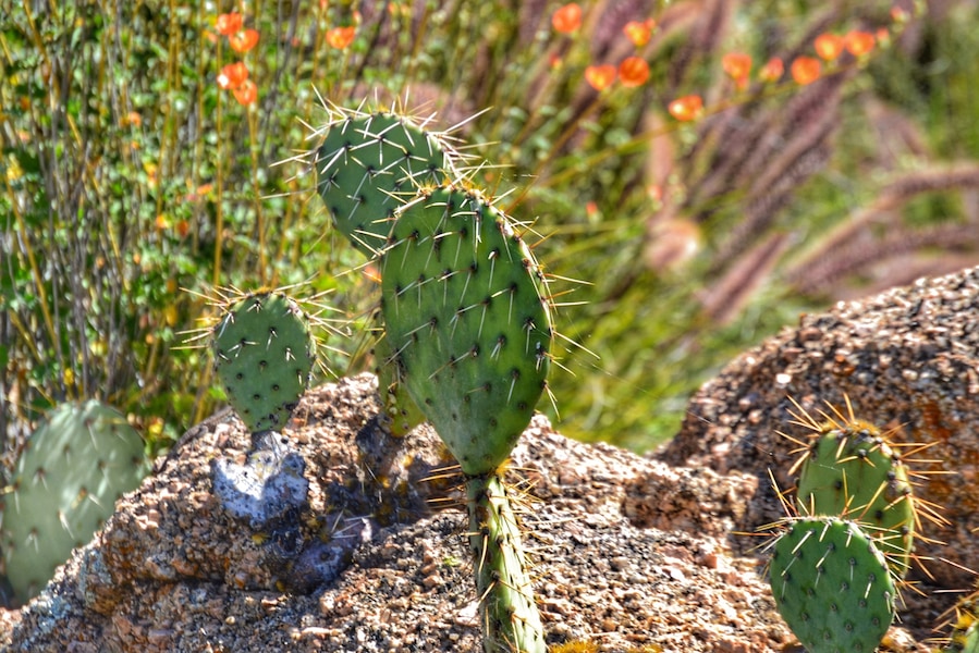 Spring in AZ
