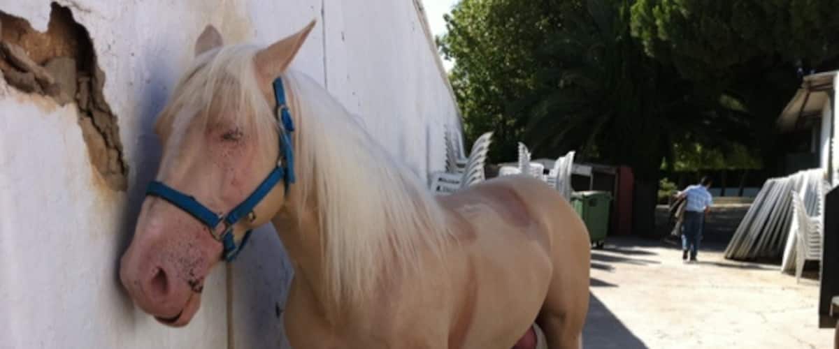 Andalusian horse one of the best in the world to dance