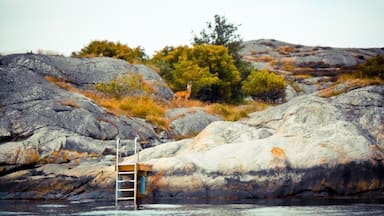 My favorite Summer spot. Can you see the dear? I have no idea how it actually came to this island, might have gone over the ice during winter.