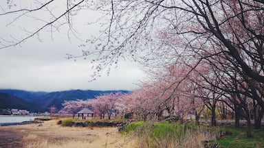 If you ever come to Kawaguchiko and have a spare 3 hours or so, definitely rent a bike and ride around Lake Kawaguchi. Especially in spring, even though I'm about 10 days late for #sakura season, its beauty is pretty long-lasting.