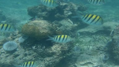 Snorkeling at the resort in Jamaica. 