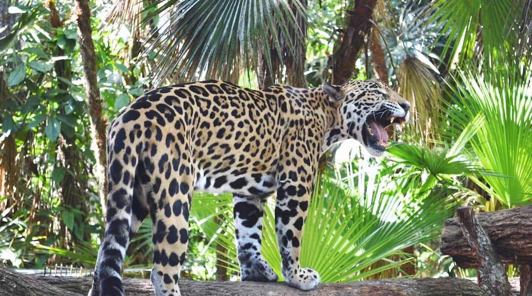 Sở thú Belize, Belmopan, Khu Belize, Belize