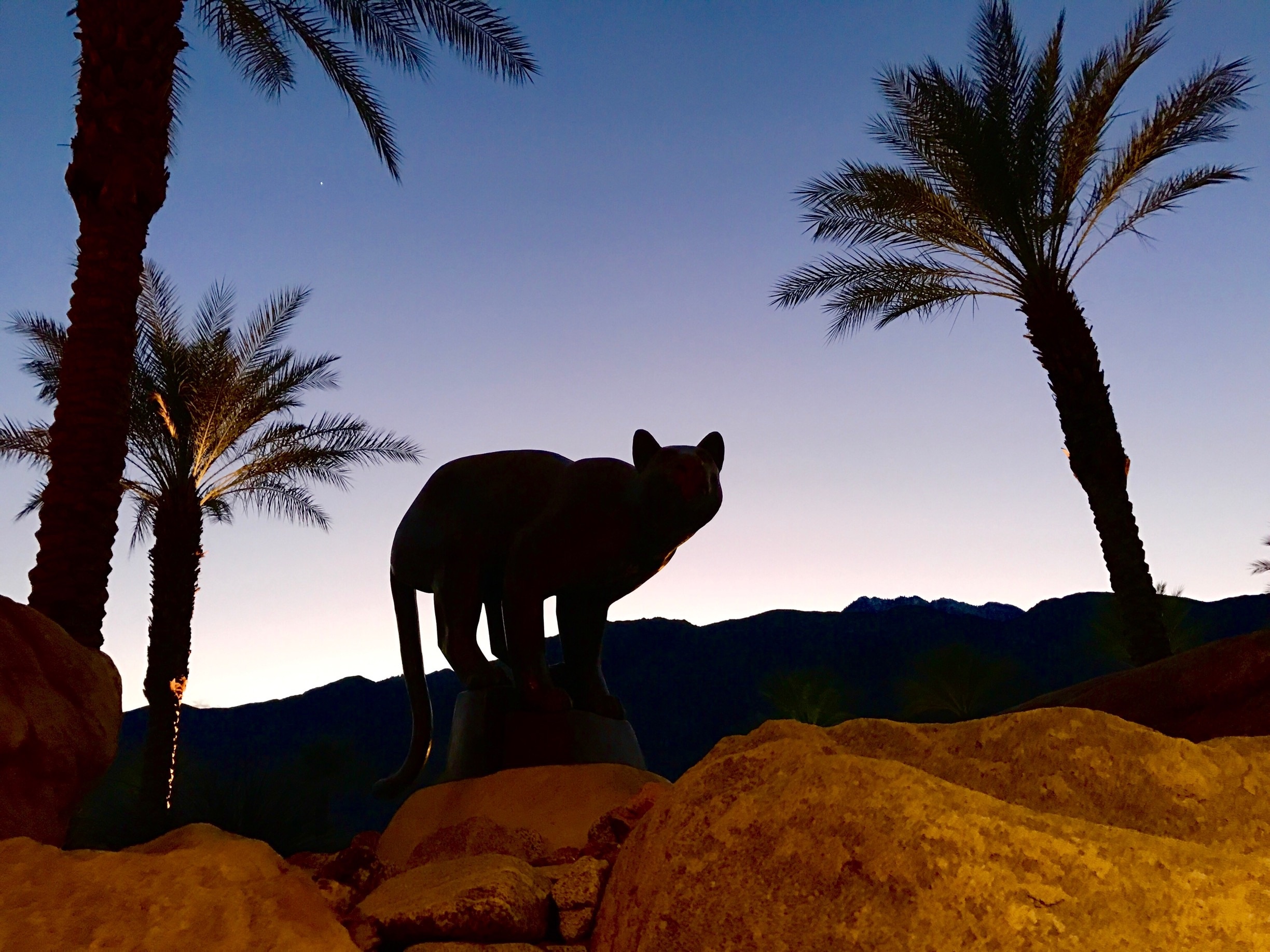 The photo was shot at the Palm Springs convention center at dusk. The mountain cat which appears so real was the silhouette of a bronze sculpture. The beautiful backdrop made for a surreal image.