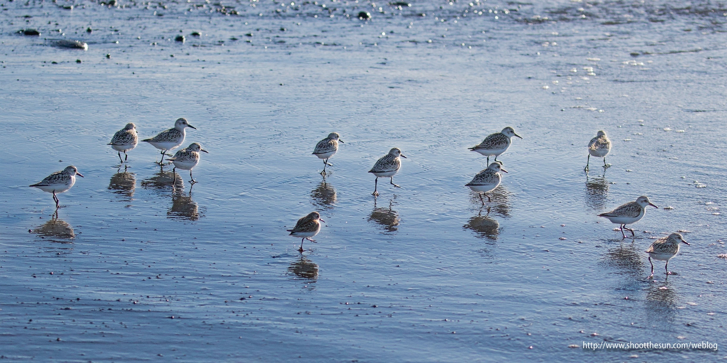 A gang of Sanderlings heading out towards the water to pluck tasty treats.

I chased this group down the spit on the way back from the lighthouse for about a half-mile.  Chase is kind of a misnomer here.  I was taking some big strides to finish the walk before the park closed at sunset, and they just happened to go along for the ride.