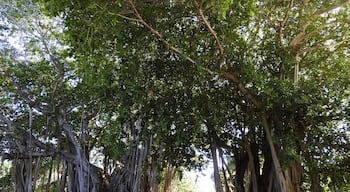 Banyan trees - native to India, a 4-foot tall banyan was imported to Florida in 1925 by auto tire businessman Harvey Firestone as a gift to Thomas Edison at his Fort Myers winter home.

#OnTheRoad