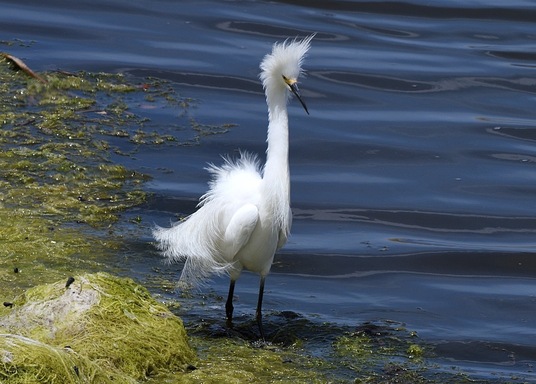 Huntington Beach, Kalifornija, Amerikas Savienotās Valstis