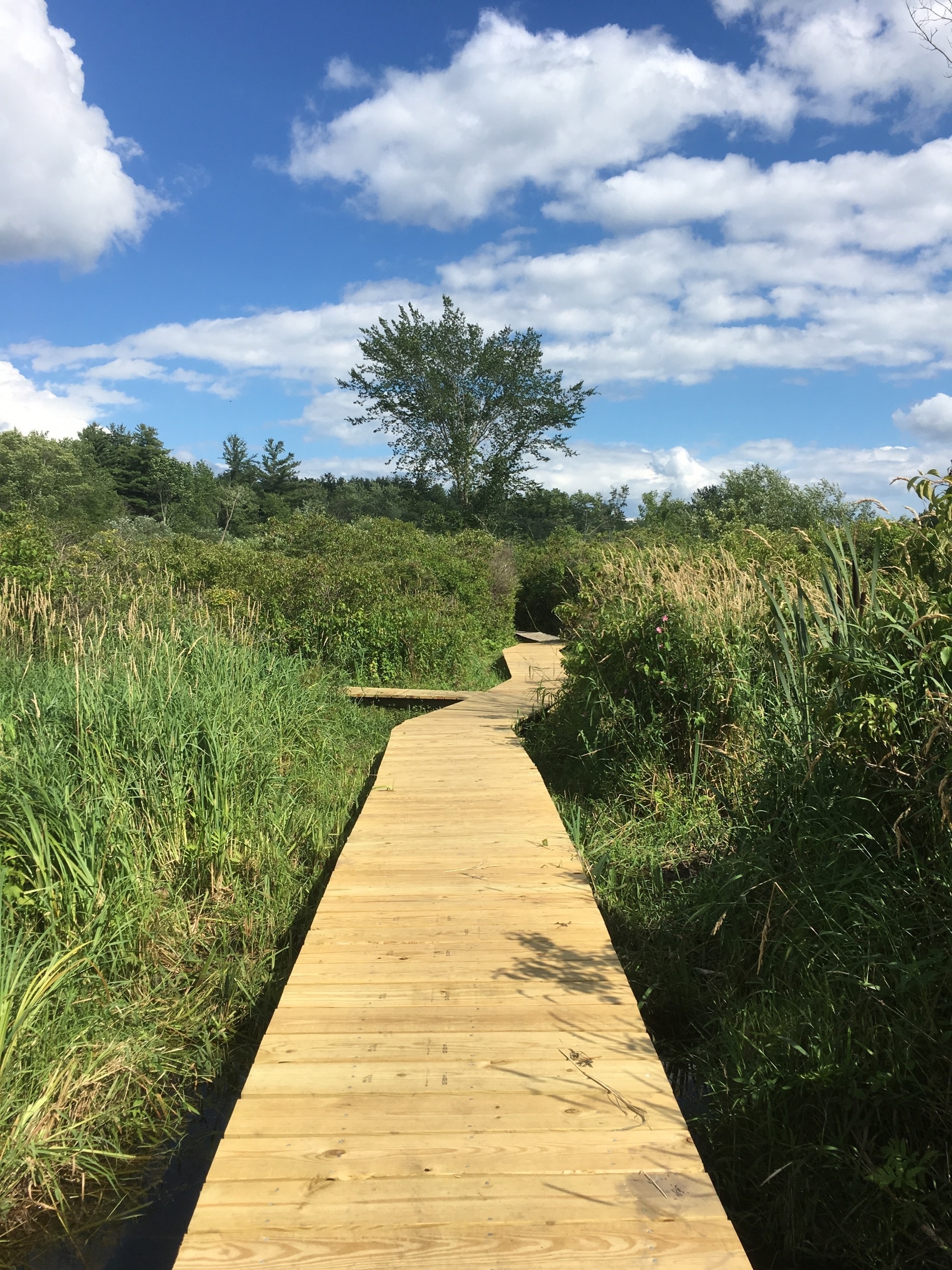 Peaceful boardwalk through the marsh. 