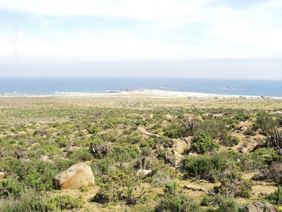It is a good place to visit in Spring and some years you can look the natural phenomenon known as desierto florido (flowery desert).