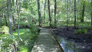 Sheedy Sanctuary in Centerburg, OH contains over 40 acres of forested landscape encompassing large stands of previously cultivated white pines, dense stands of deciduous woodlands and extensive marsh areas covered with Buttonbush and other aquatic plants.