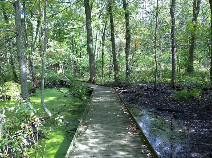 Sheedy Sanctuary in Centerburg, OH contains over 40 acres of forested landscape encompassing large stands of previously cultivated white pines, dense stands of deciduous woodlands and extensive marsh areas covered with Buttonbush and other aquatic plants.