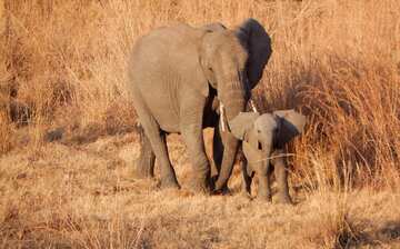 レディスミス観光ガイド 定番人気スポットを参考に自分にピッタリの観光プランを立てよう エクスペディア レディスミス観光ガイド 定番人気スポットを参考に自分にピッタリの観光プランを立てよう エクスペディア