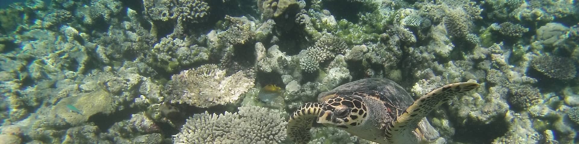 This was taken at the so called 'Turtle Reef' from the Hagern boat we stayed on. It's a free trip sometimes offered to guests on Meeru in the North Male atoll.
Highly recommend it if you get a chance!