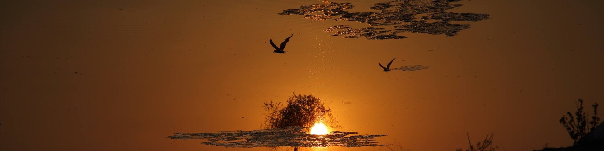 Topsy turvy -  This picture is actually upside down. It's the reflection of the flying birds in the water..still it looks like it's the right side up.. For a moment it makes us wonder if we too are the reflection of the real image we see in the mirror ?