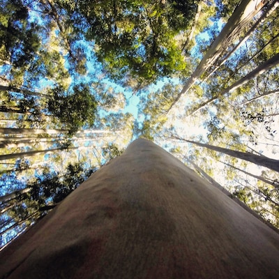Karri trees