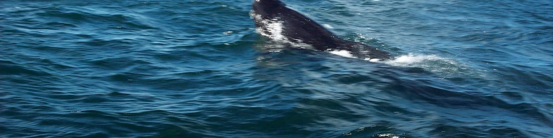 Saw whales!  We went out on a boat in August and saw quite a few whales. #whales #Maritimes