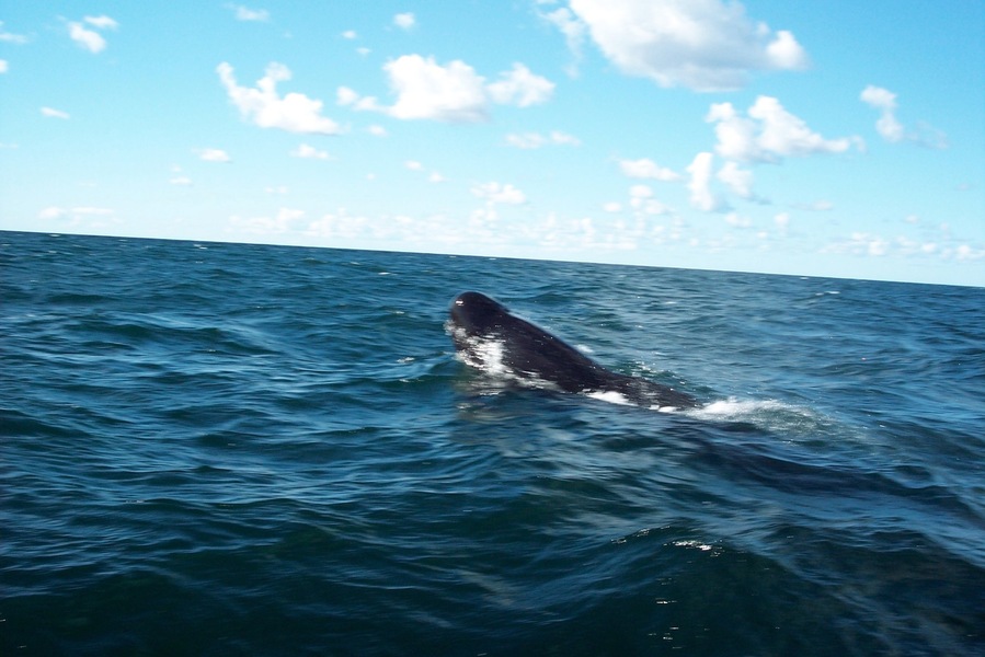 Saw whales! We went out on a boat in August and saw quite a few whales. #whales #Maritimes