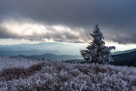 Roan Mountain