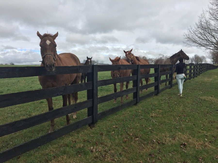 Horse Capital of the world.